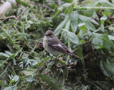 Pied Flycatcher (Ficedula hypoleuca)