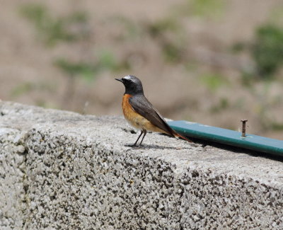 Redstart (Phoenicurus phoenicurus)
