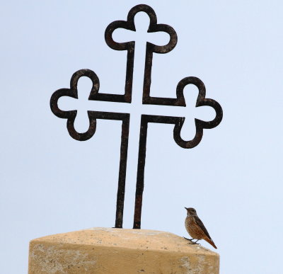 Rock Thrush (Monticola saxatilis)