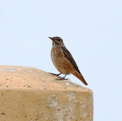 Rock Thrush  (Monticola saxatilis)