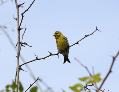 Serin (Serinus serinus)
