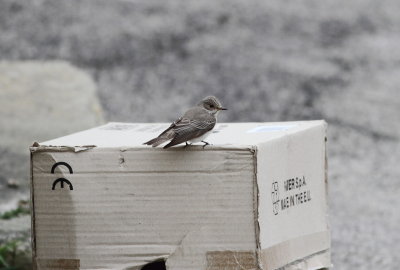 Spotted Flycatcher (Muscicapa striata)