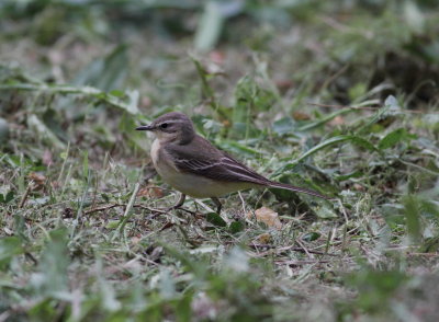 Yellow Wagtail (Motacilla flava)