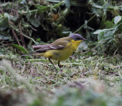 Yellow Wagtail (Motacilla flava)