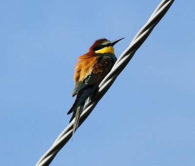 Bee-eater (Merops apiaster)