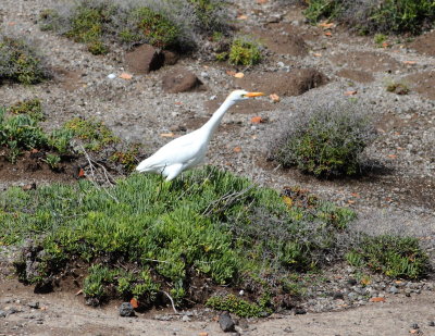 Cattle Egret (Bubulcus ibis)