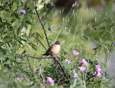 Great Reed warbler ( Acrocephalus arundinaceus)