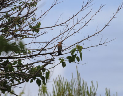 Hoopoe (Upupa epops)