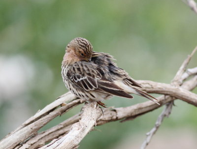 Red-Throated Pipit (Anthus cervinus)