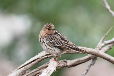 Red-Throated Pipit (Anthus cervinus)