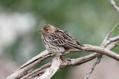 Red-Throated Pipit (Anthus cervinus)