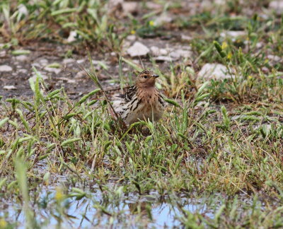 Red-Throated Pipit (Anthus cervinus)