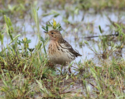 Red-Throated Pipit (Anthus cervinus)