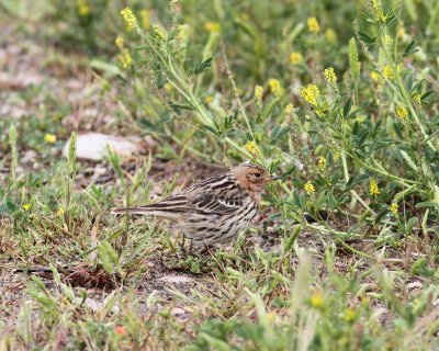 Red-Throated Pipit (Anthus cervinus)