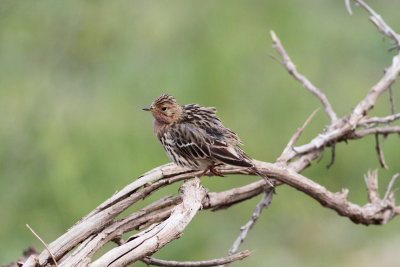 Red-Throated Pipit (Anthus cervinus)