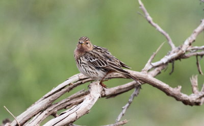Red-Throated Pipit (Anthus cervinus)