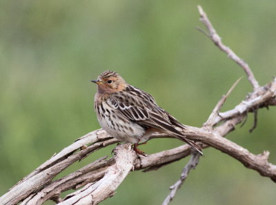 Red-Throated Pipit (Anthus cervinus)