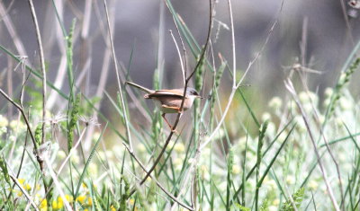 Spectacled Warbler (Sylvia conspicillata)