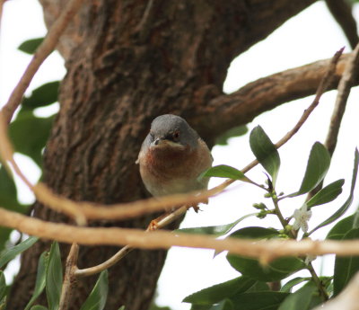 Subalpine Warbler (Sylvia cantillans)