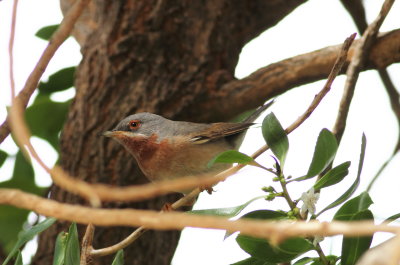 Subalpine Warbler (Sylvia cantillans)