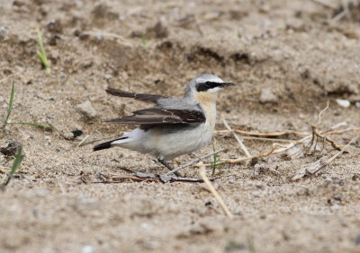 Wheatear (Oenanthe oenanthe)