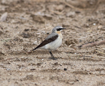 Wheatear (Oenanthe oenanthe)