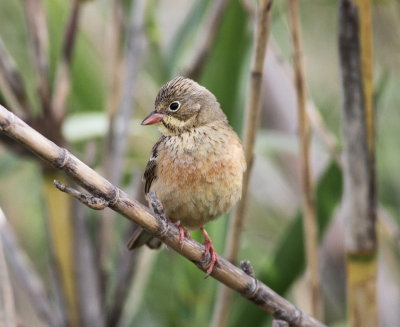 Ortolan Bunting (Emberiza hortulana)