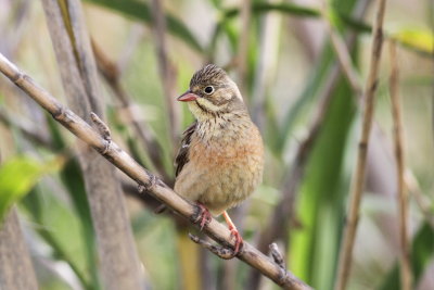 Ortolan Bunting (Emberiza hortulana)