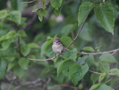 Red-backed Shrike (Lanius collurio)