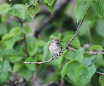 red-backed_shrike