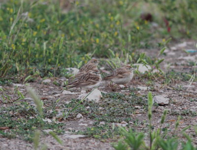 Short-toed Lark (Calandrella brachydactyla)