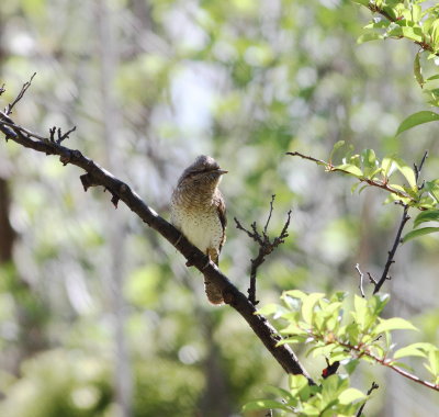 Wryneck (Jynx torquilla)