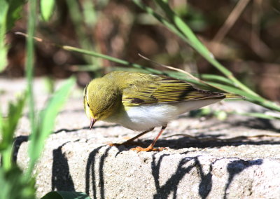 Wood Warbler (Phyllospcopus sibilatrix)