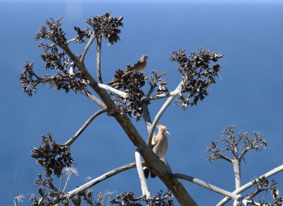 Hoopoe e Redstart