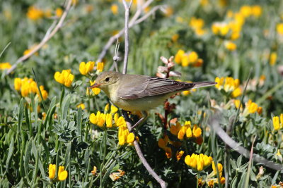 Icterine Warbler (Hippolais icterina)