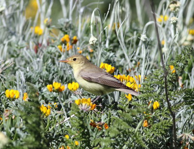 Icterine Warbler (Hippolais icterina)