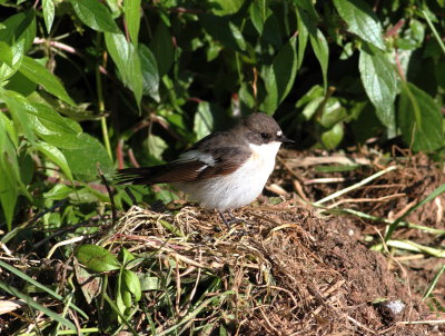Pied Flycatcher (Ficedula hypoleuca)