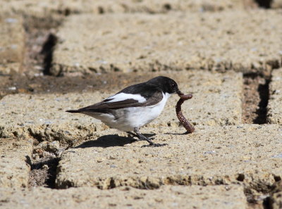 Pied Flycatcher (Ficedula hypoleuca)