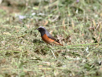 Redstart (Phoenicurus phoenicurus)