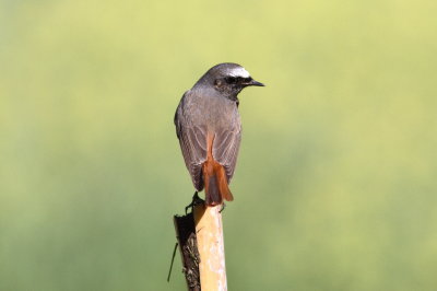 Redstart (Phoenicurus phoenicurus)