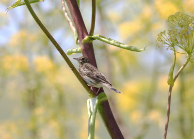 Tree Pipit (Anthus trivialis)