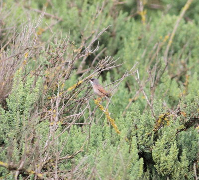 Spectacled warbler (Sylvia conspicillata)