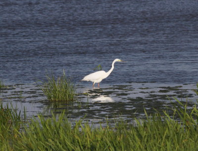 Great White Egret (Casmerodius albus)