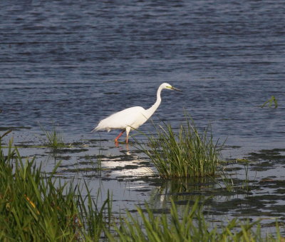 Great White Egret (Casmerodius albus)