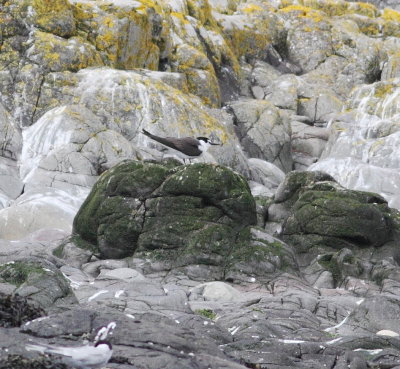 Bridled Tern 5 (Onychoprion anaethetus).jpg