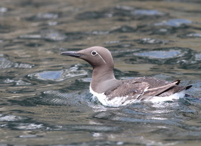 Guillemot 3 (Uria aalge).jpg