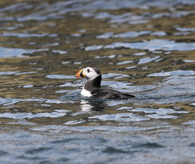 Puffin (Fratercula arctica).jpg