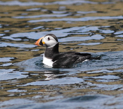 Puffin 3 (Fratercula arctica).jpg