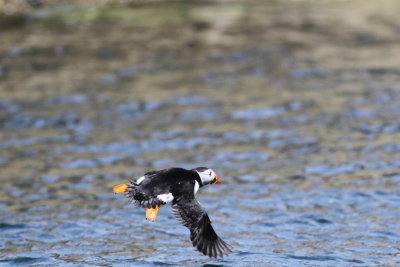 Puffin 4  (Fratercula arctica).jpg