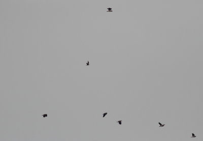 g9/26/894626/3/156677880.s7MjGCWR.jpg